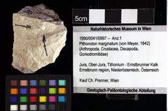 Foto (Objket + Etiketten) von Pithonoton marginatum (von Meyer, 1842) 